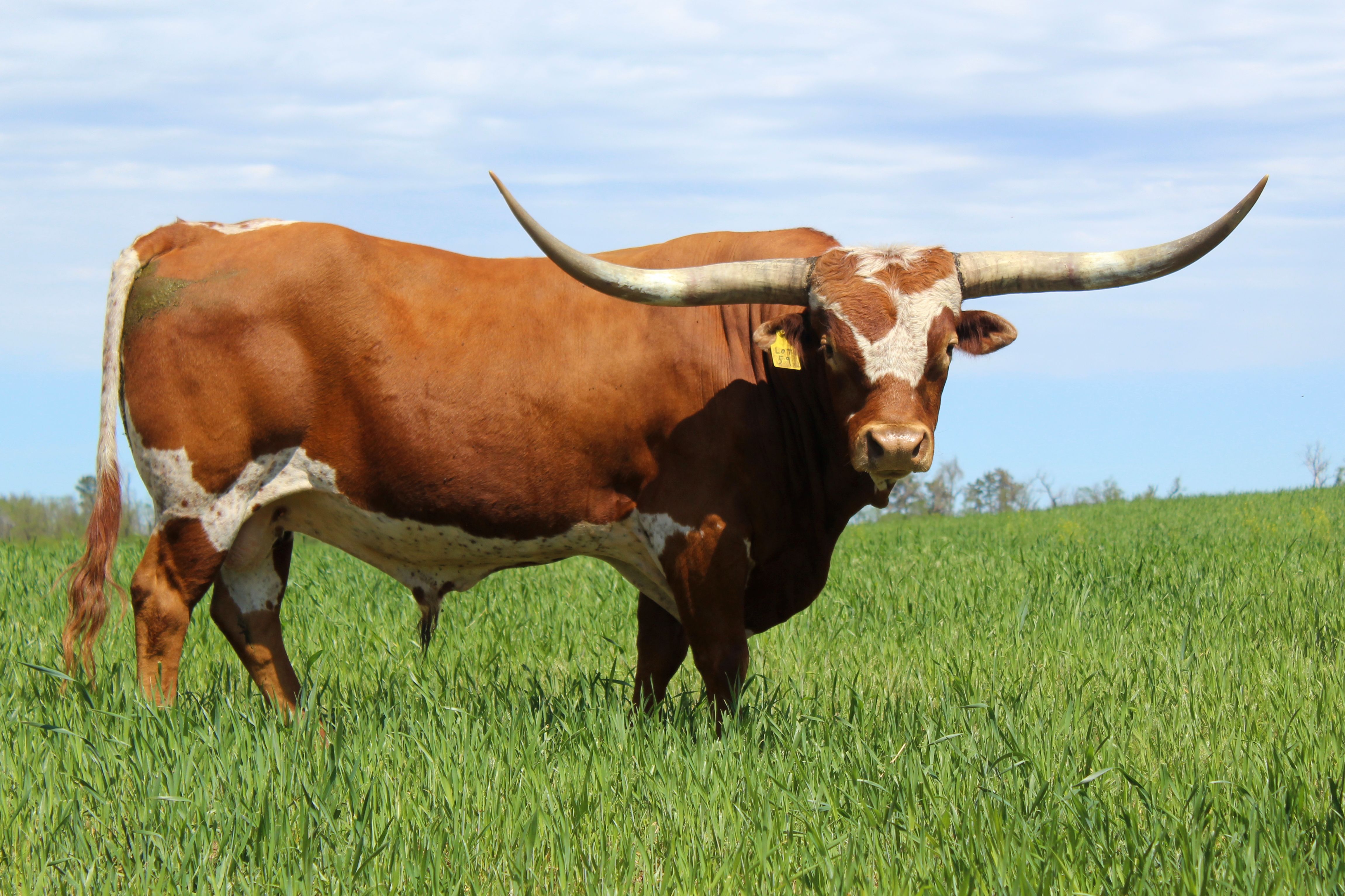 Big Valley Longhorns Raising Qualtiy Texas Longhorns In Central Kansas.